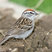Chipping Sparrow